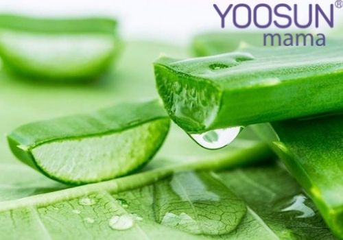 Nha đam có trị rạn da không