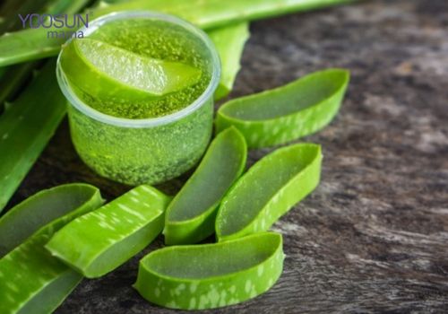 cách dùng mỡ trăn trị rạn da