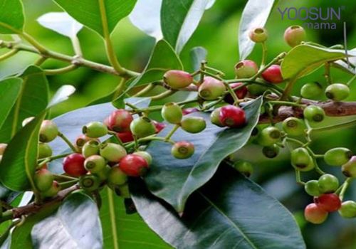 Tác dụng của lá vối giảm cân