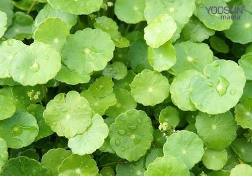 uống nước rau má có giảm cân được không