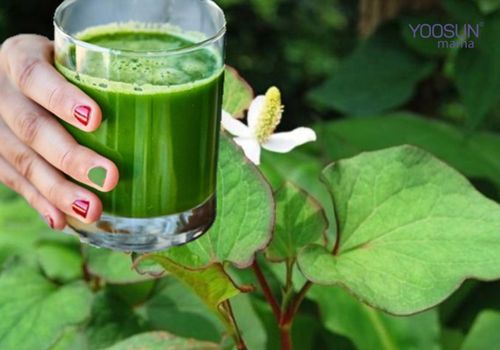 Cách uống rau diếp cá giảm cân như thế nào?  Cách uống rau diếp cá giảm cân