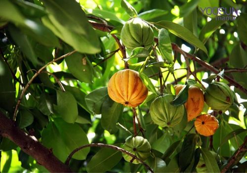 Quả bứa có giảm cân không