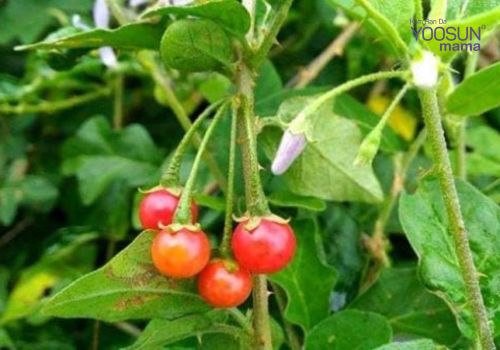 Cách giảm cân bằng uống cà gai leo