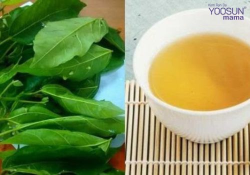 Cách uống lá sung giảm cân như thế nào  Cách uống lá sung giảm cân