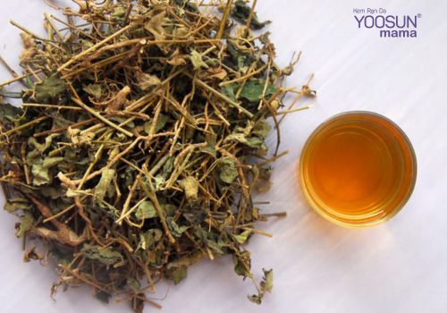 Uống nước cà gai leo có giảm cân không