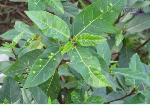 Liệu uống nước lá sung có giảm cân không? Uống nước lá sung có giảm cân không